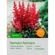 Астильба Spartan