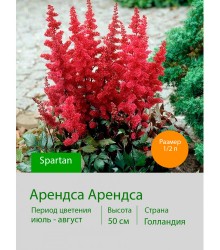 Астильба Spartan