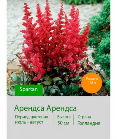 Астильба Spartan