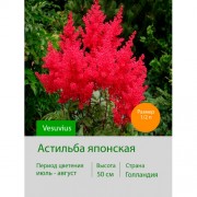 Астильба японская Vesuvius