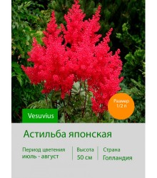 Астильба японская Vesuvius