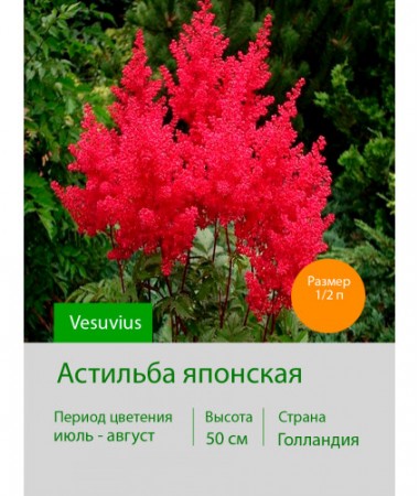 Астильба японская Vesuvius