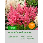 Астильба гибридная Younique Carmine®