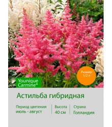 Астильба гибридная Younique Carmine®