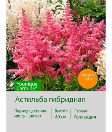 Астильба гибридная Younique Carmine®