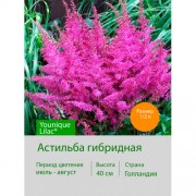 Астильба гибридная Younique Lilac®