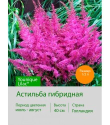 Астильба гибридная Younique Lilac®