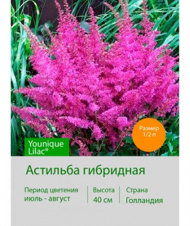 Астильба гибридная Younique Lilac®