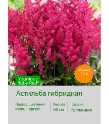 Астильба гибридная Younique Ruby Red®