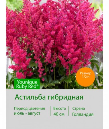 Астильба гибридная Younique Ruby Red®