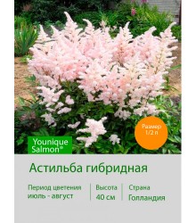 Астильба гибридная Younique Salmon®