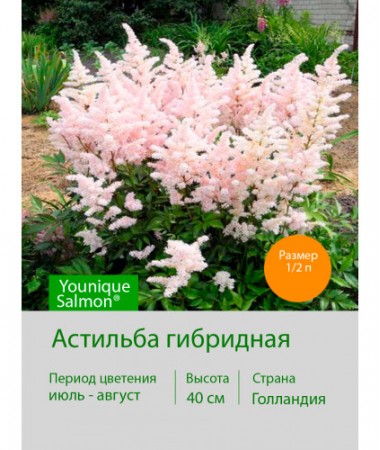 Астильба гибридная Younique Salmon®