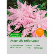 Астильба гибридная Younique Silverypink®