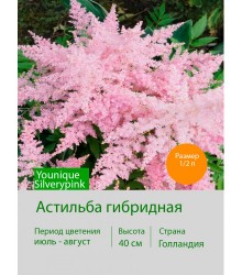 Астильба гибридная Younique Silverypink®