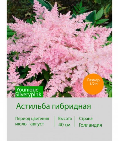 Астильба гибридная Younique Silverypink®