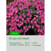 Астра кустовая Kassel