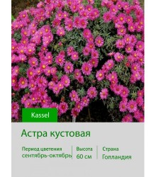 Астра кустовая Kassel