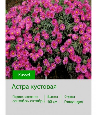 Астра кустовая Kassel