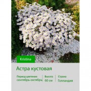 Астра кустовая Kristina