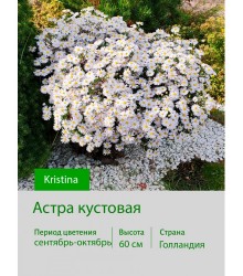 Астра кустовая Kristina