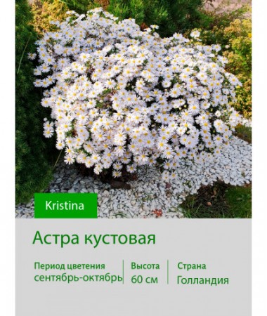 Астра кустовая Kristina