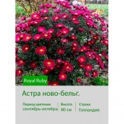 Астра ново-бельг. Royal Ruby