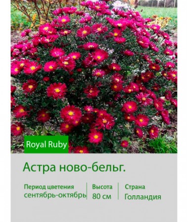 Астра ново-бельг. Royal Ruby