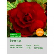 Бегония махровая Махровый темно-красный