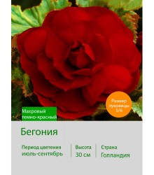 Бегония махровая Махровый темно-красный Бегония махровая Махровый темно-красный