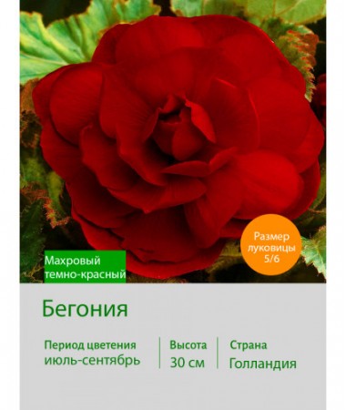 Бегония махровая Махровый темно-красный