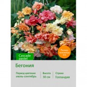 Бегония Cascade pastel