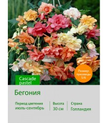 Бегония Cascade pastel Бегония Cascade pastel