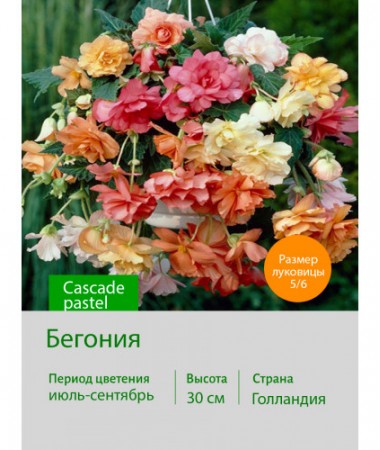 Бегония Cascade pastel