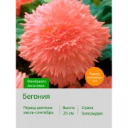 Бегония Фимбриата фимбриата лососевая