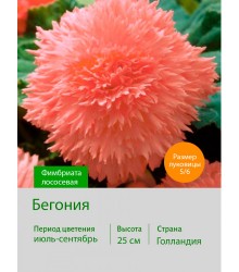 Бегония Фимбриата фимбриата лососевая Бегония Фимбриата фимбриата лососевая