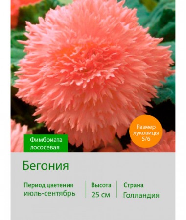 Бегония Фимбриата фимбриата лососевая