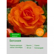 Бегония махровая Махровый медный