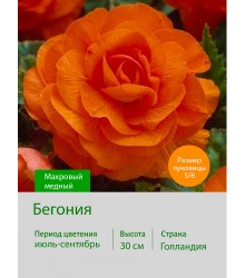 Бегония махровая Махровый медный Бегония махровая Махровый медный