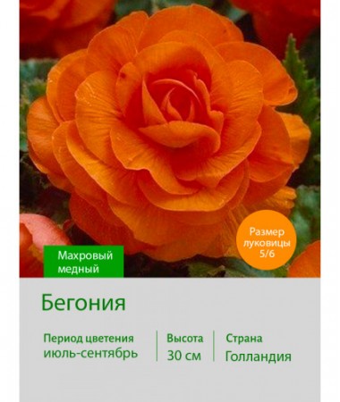 Бегония махровая Махровый медный