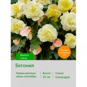 Бегония серия Вумми Wummi Creme