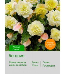 Бегония серия Вумми Wummi Creme Бегония серия Вумми Wummi Creme