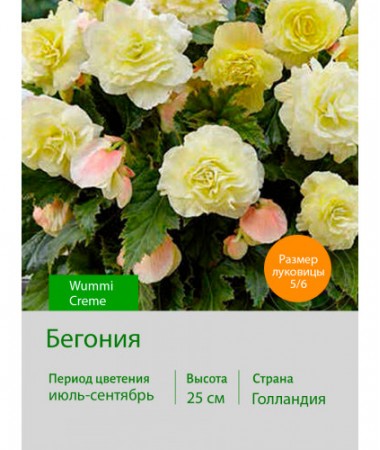 Бегония серия Вумми Wummi Creme