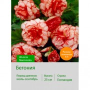 Бегония серия Вумми Wummi Marmorata