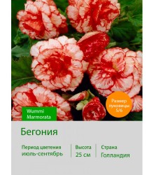 Бегония серия Вумми Wummi Marmorata Бегония серия Вумми Wummi Marmorata