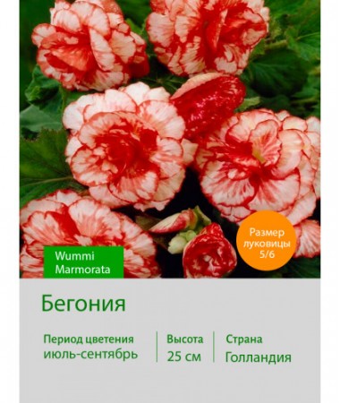 Бегония серия Вумми Wummi Marmorata