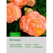Бегония серия Вумми Wummi Maskerade