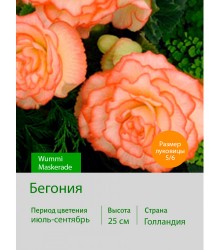 Бегония серия Вумми Wummi Maskerade Бегония серия Вумми Wummi Maskerade