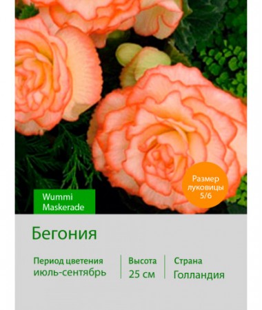 Бегония серия Вумми Wummi Maskerade
