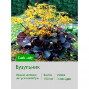 Бузульник Dark Lady