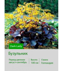 Бузульник Dark Lady